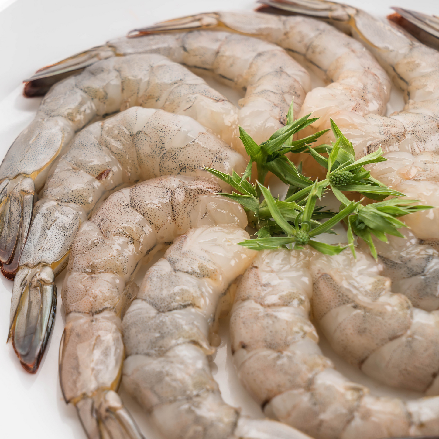 White Shrimp - Large - Wild Caught & VSF Certified 2 pounds