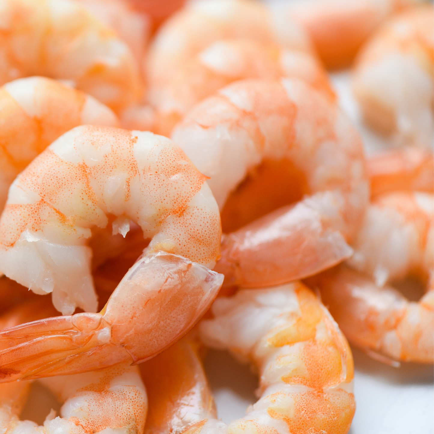 Pink Shrimp - Key West - Wild Caught & VSF Certified 2 pounds