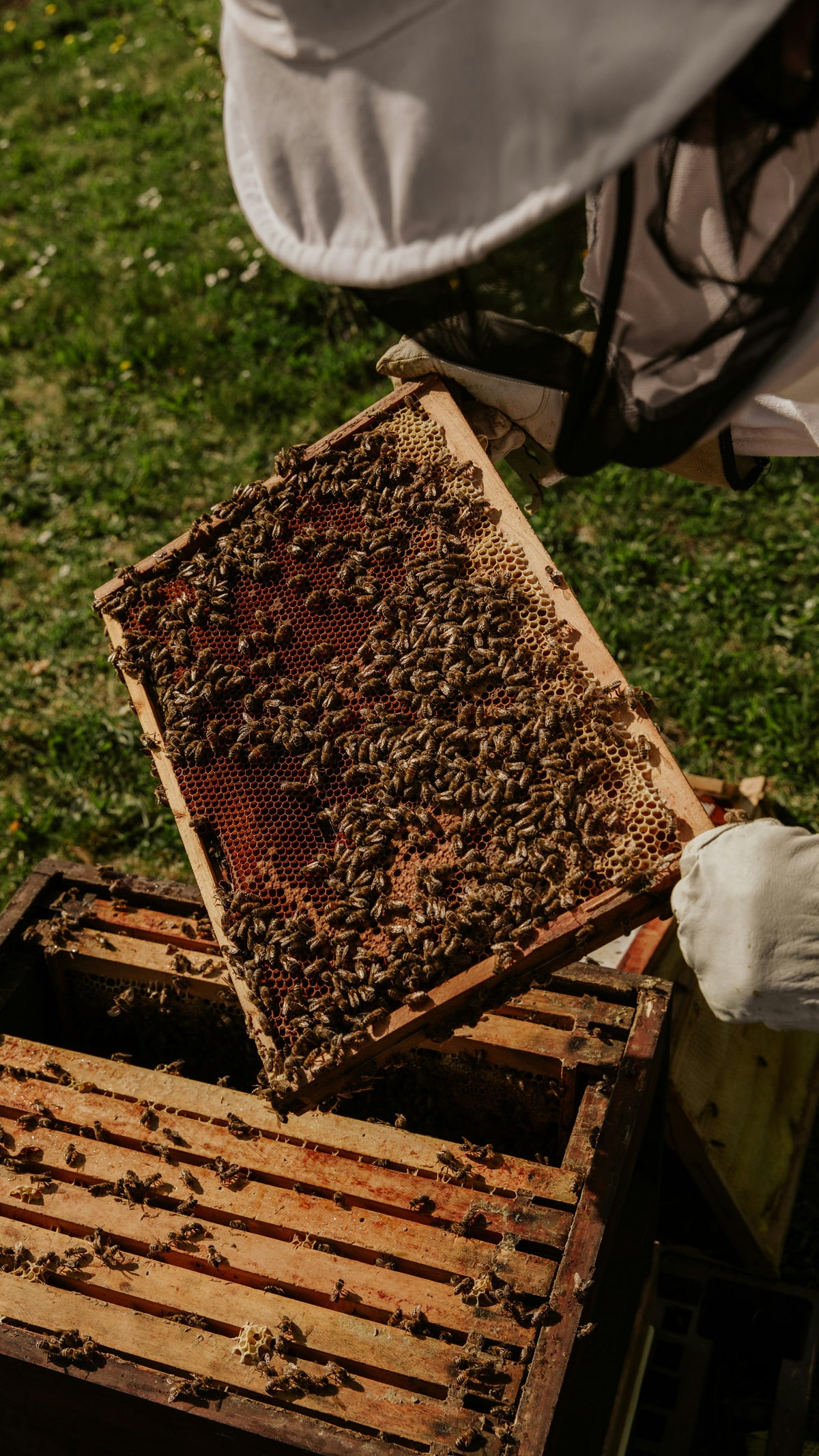 A beekeeper in a protective suit holding a frame covered in honeybees