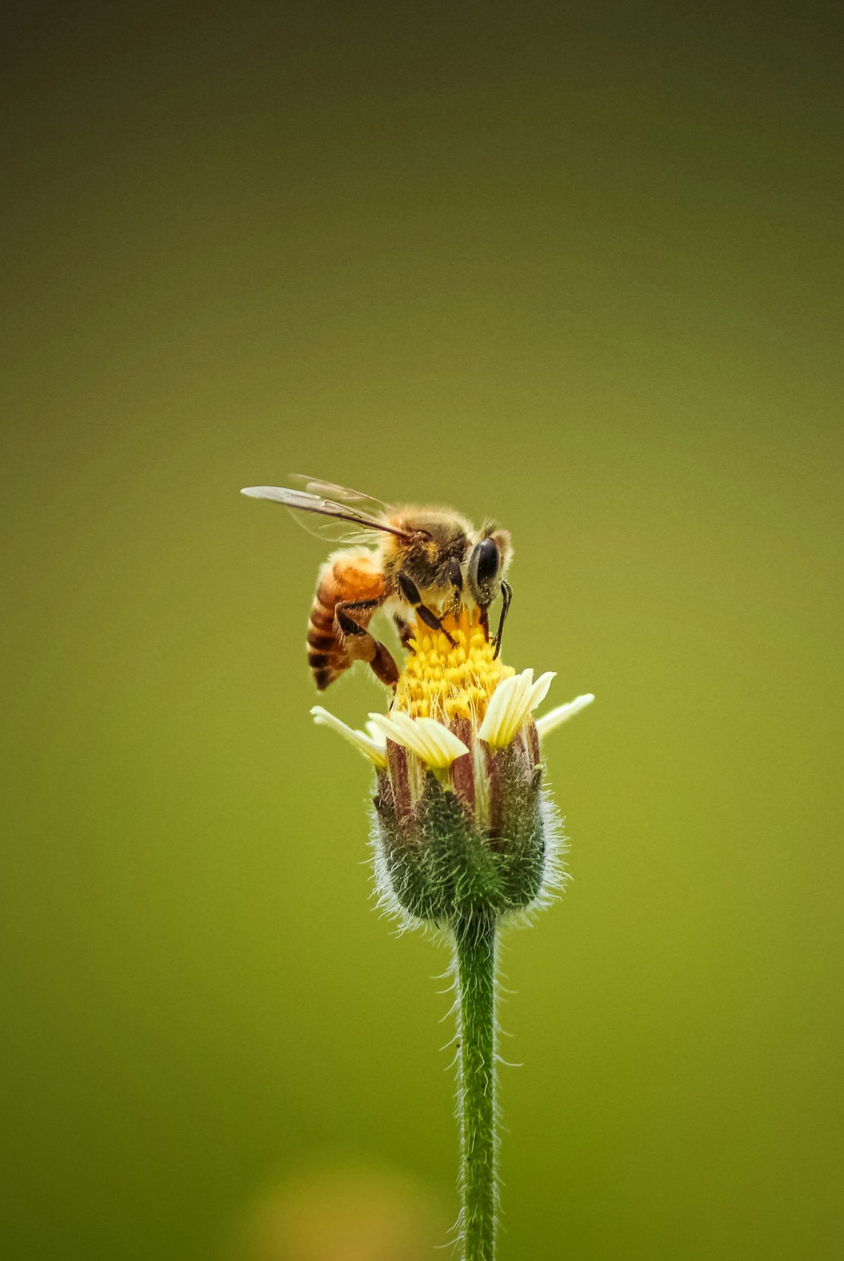 A honeybee on a wildflower