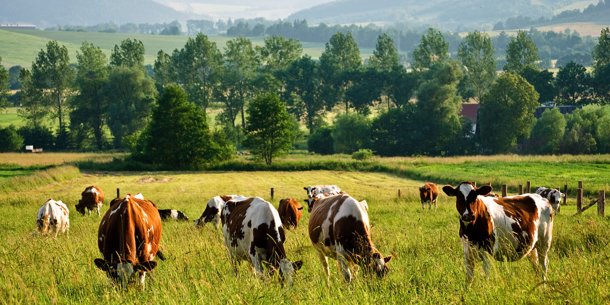 Rancher's Market – Rancher's Market