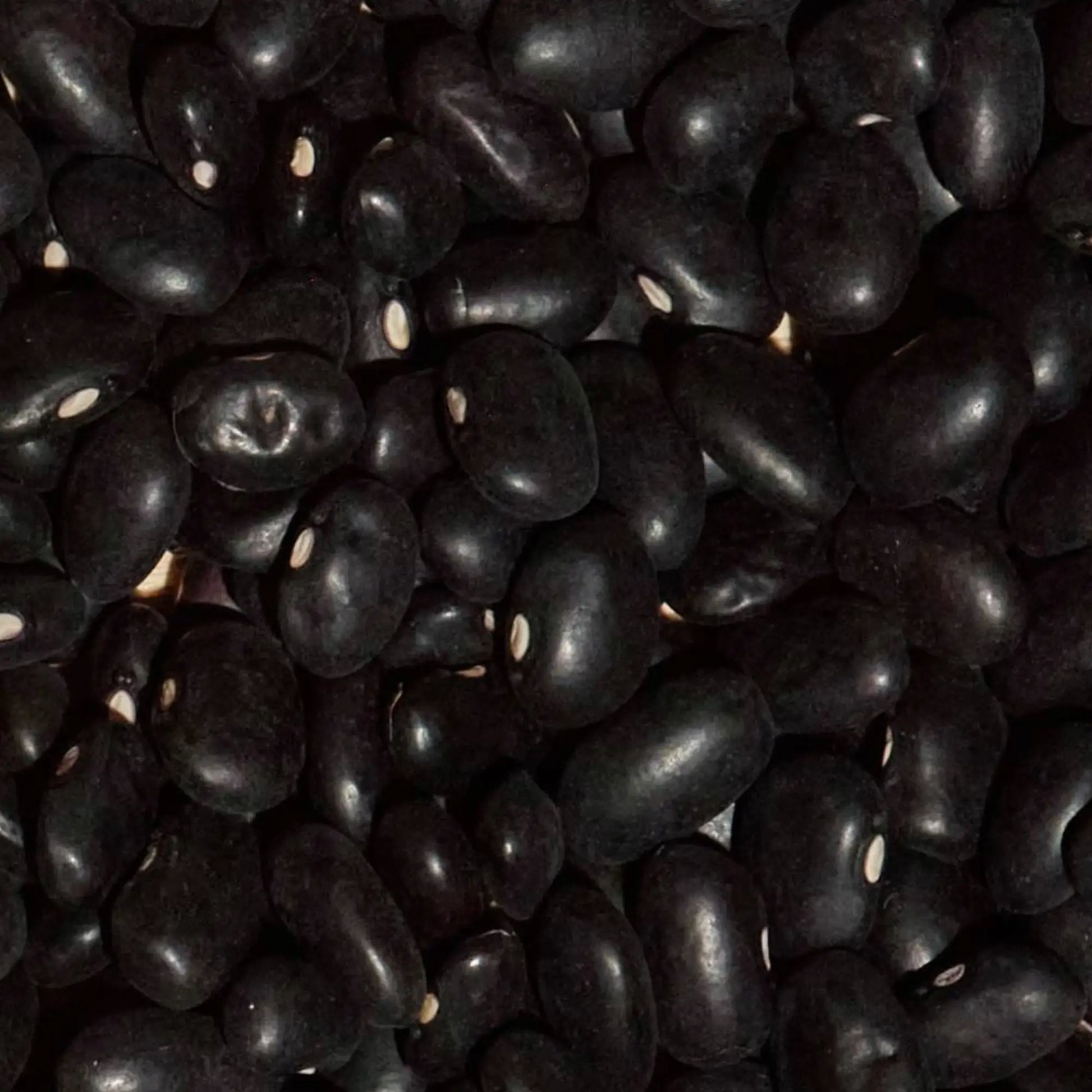 SIMPLi Regenerative Organic Certified Black Beans