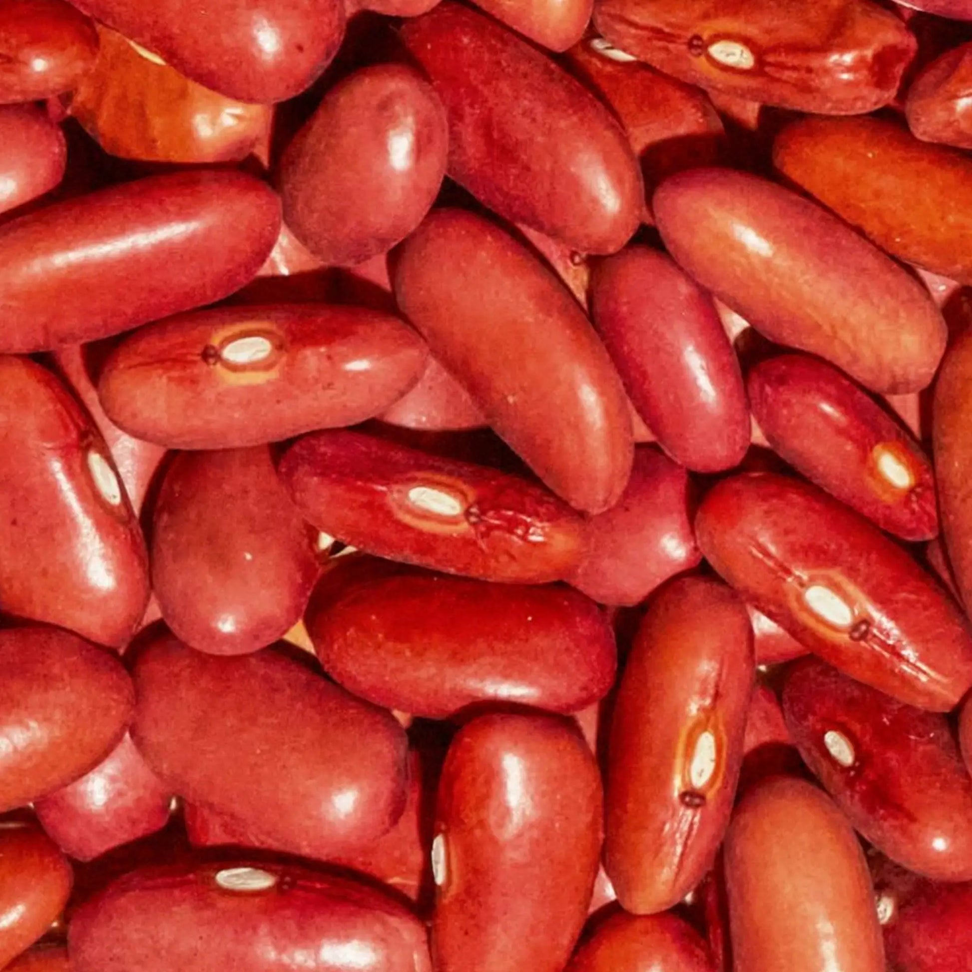 SIMPLi Regenerative Organic Certified Red Kidney Beans