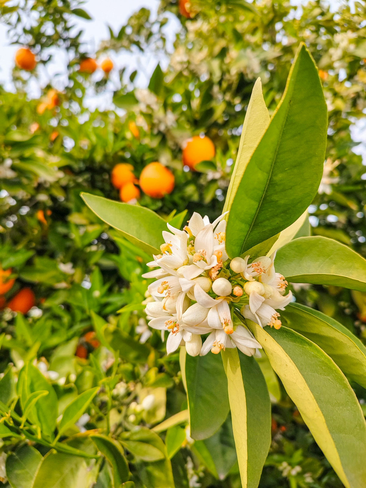Orange blossoms on a citrus branch