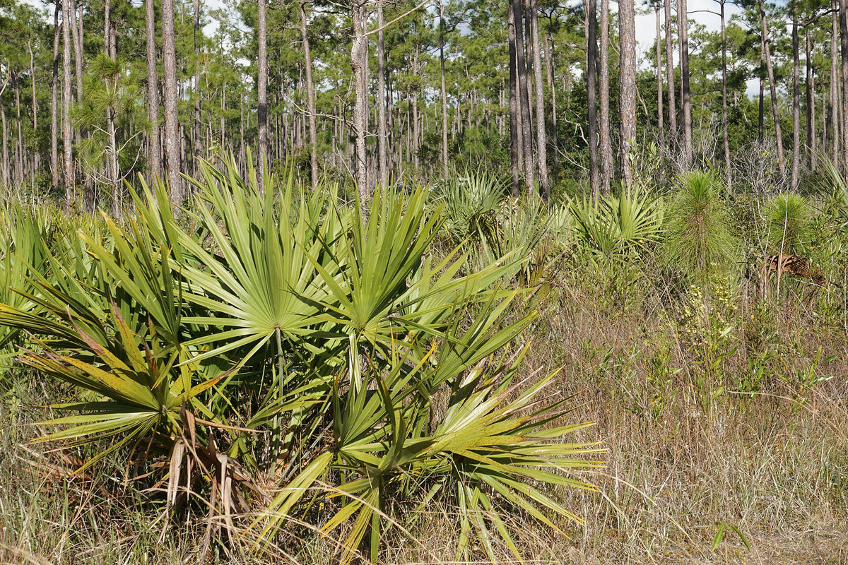 Saw palmetto growing under pines in the Everglades